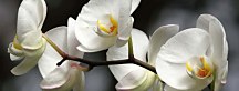 Orchide Obraz panoráma zs18623